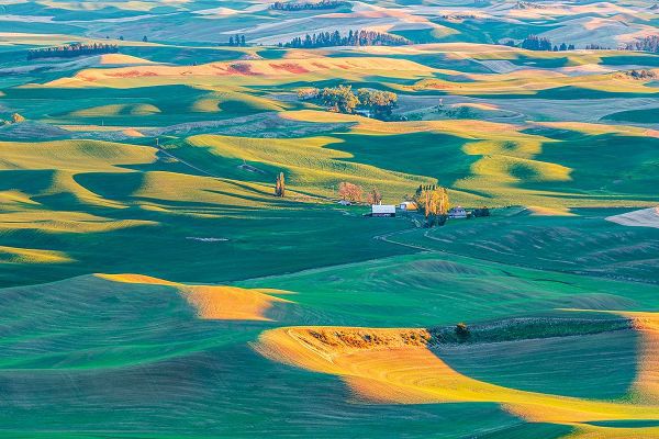 Wilson, Emily M. 아티스트의 Steptoe Butte State Park-Washington State-USA-Sunset view of wheat farms in the rolling Palouse hil작품입니다.